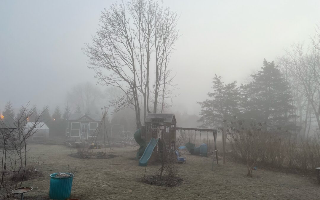 Pros and Cons of Annual vs. Perennial Garden