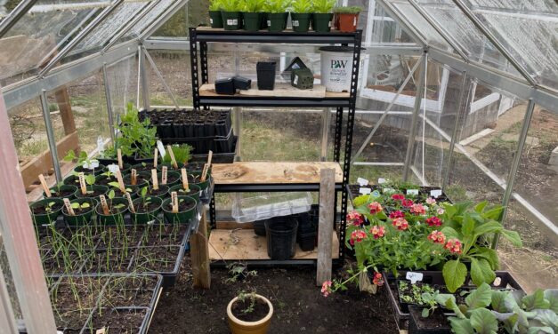 Spring Seed-starting with Heirloom Seeds